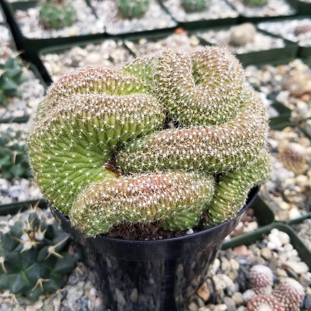 Lobivia or Echinopsis flambeau cristata
