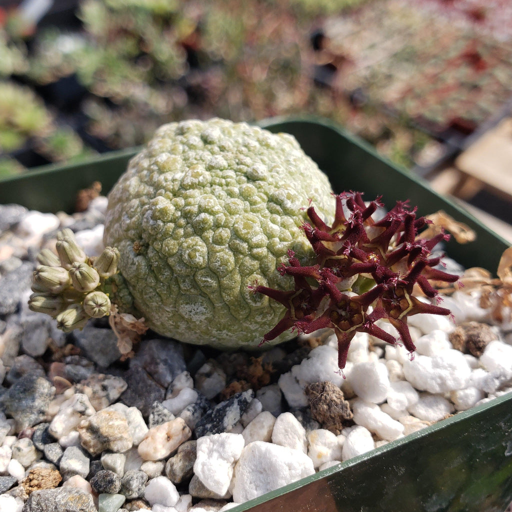 Pseudolithos migiurtinus