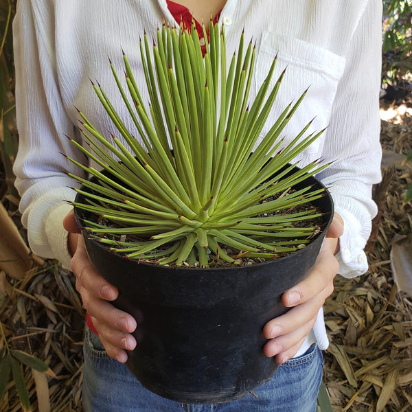Shop 'Agave stricta Nana – Dwarf Hedgehog Agave' Care and Growing Guide