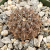 Gymnocalycium occultum