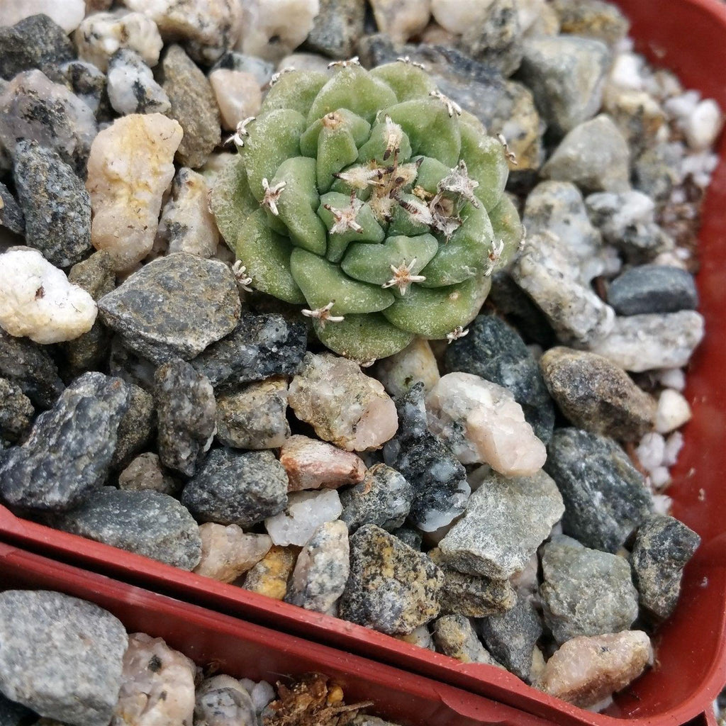 Turbinocarpus alonsoi