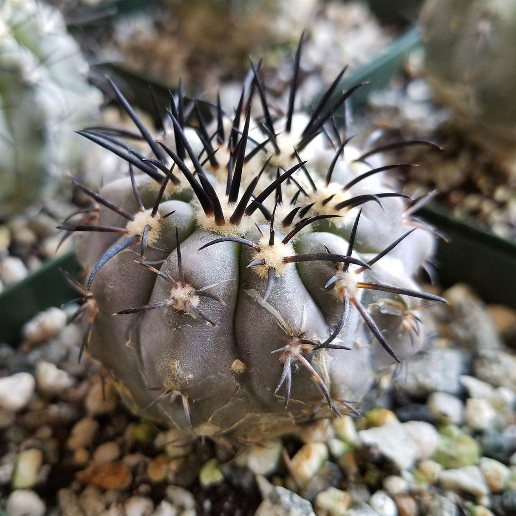 Copiapoa lembckei