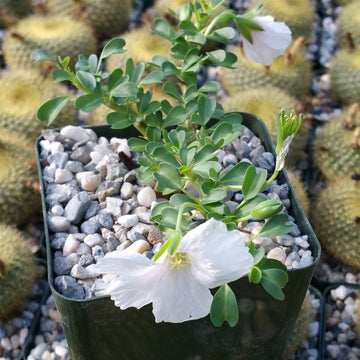 herbaceous succulent Sarcocaulon vanderietiae