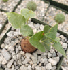 Elephant’s Foot Succulent - Dioscorea elephantipes