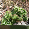 Euphorbia ammak crest