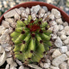 Organ Pipe Cactus ‘Stenocereus thurberi’