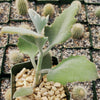 Kalanchoe Millotii