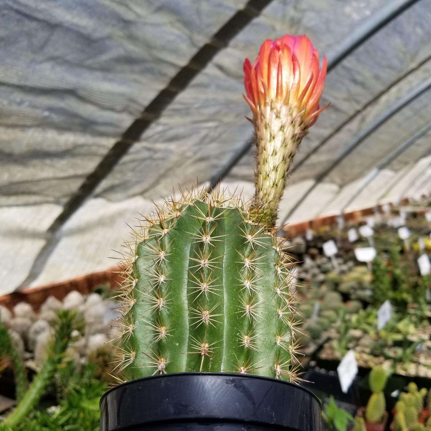 Torch Cactus - Trichocereus grandiflorus