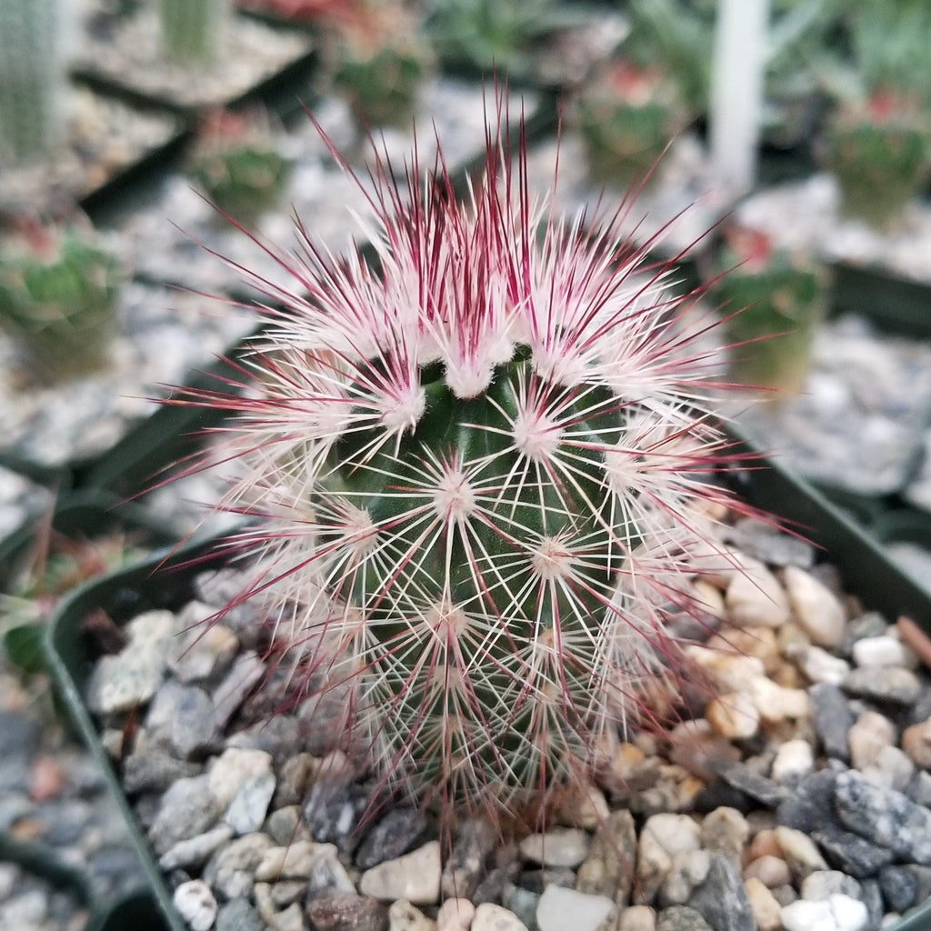 Echinocereus Rusanthus Vulpicandae