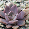 Graptoveria Debbie