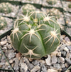 Gymnocalycium denudatum brasillense