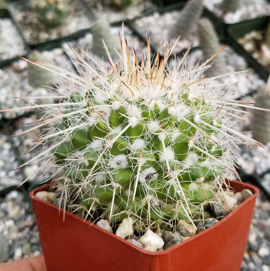 Mammillaria bicolor nobilis