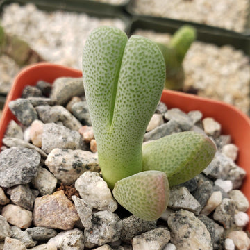 white dotted succulent Cheiridopsis speciosa