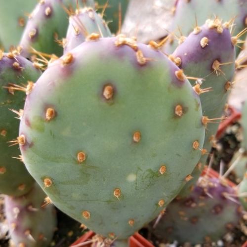 Opuntia Santa "Baby" Rita pad cutting