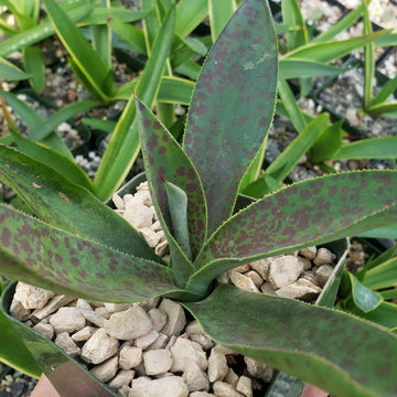 succulent king Mangave Aztec King
