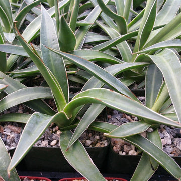 Agave impressa – Planet Desert