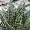 Gasteria Flow