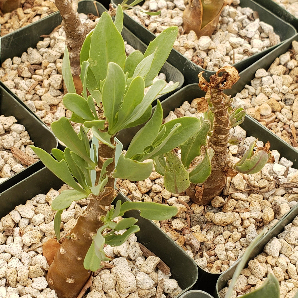 Othonna lobata hybrid