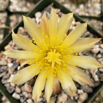 Copiapoa humilis paposoensis