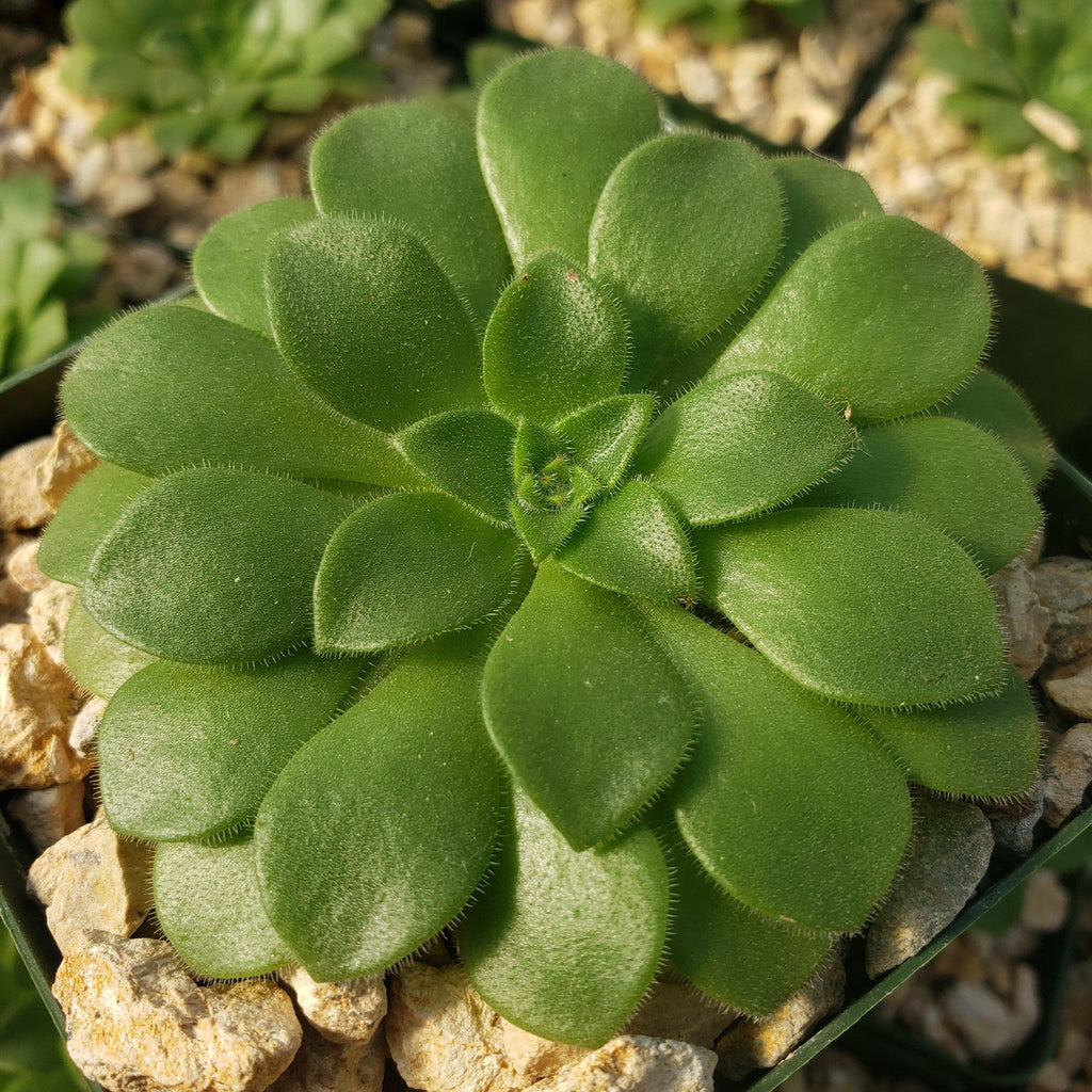 Aeonium pseudotabuliforme Green Platters