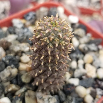 Euphorbia suppressa