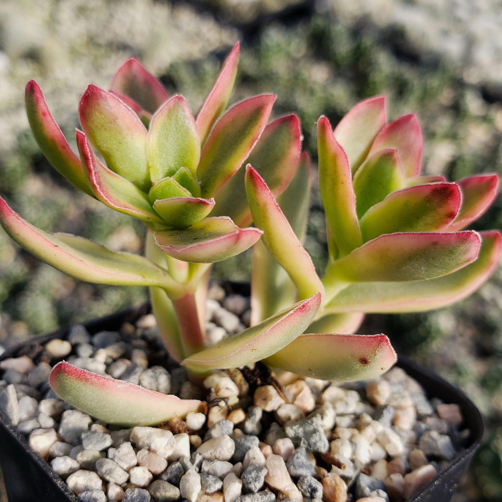 Crassula daydream