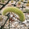 Monkey Tail Cactus – Cleistocactus colademononis 