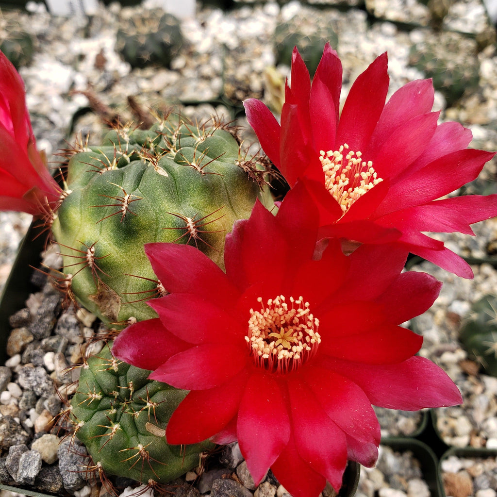 Sulcorebutia frankiana