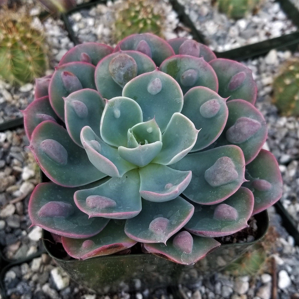 Echeveria Rain Drops