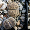 Lithops living stones