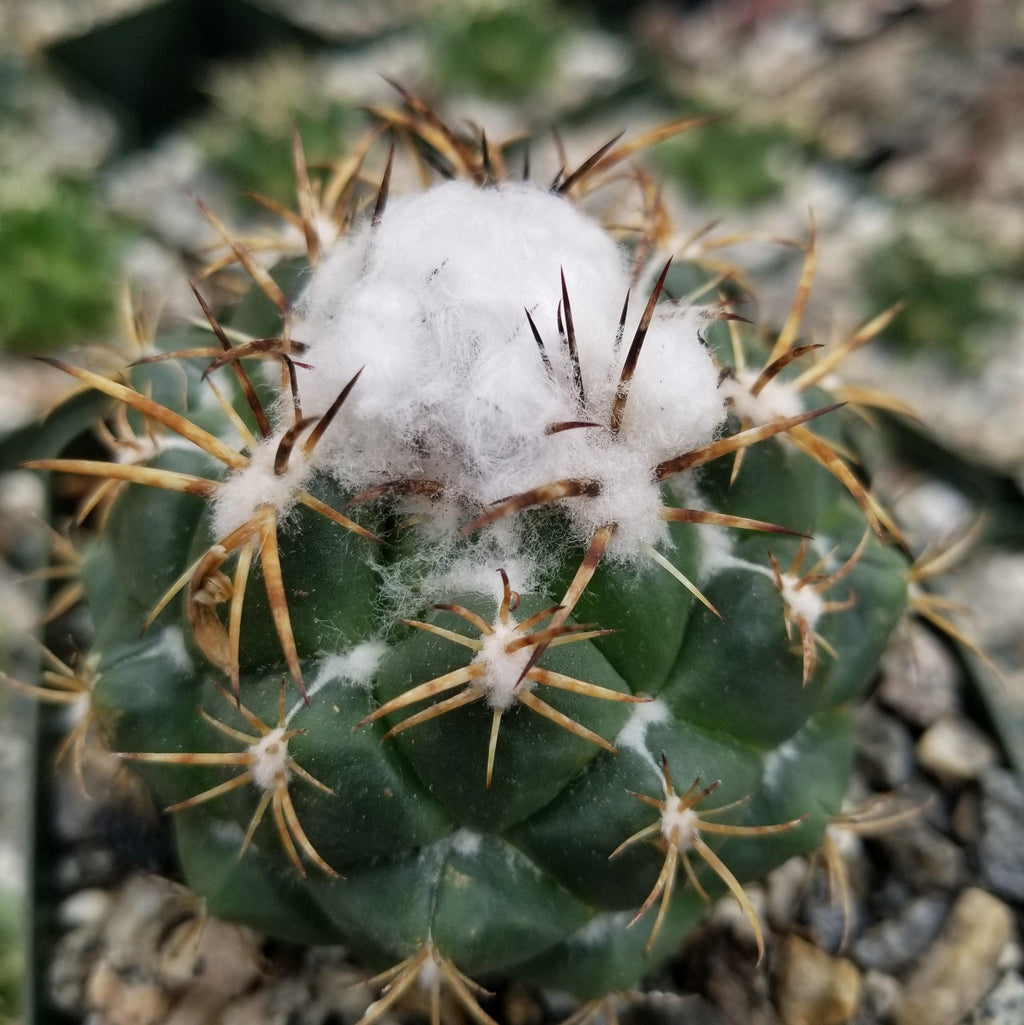 Coryphanta greenwoodii