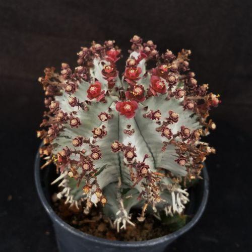 Euphorbia horrida hybrid