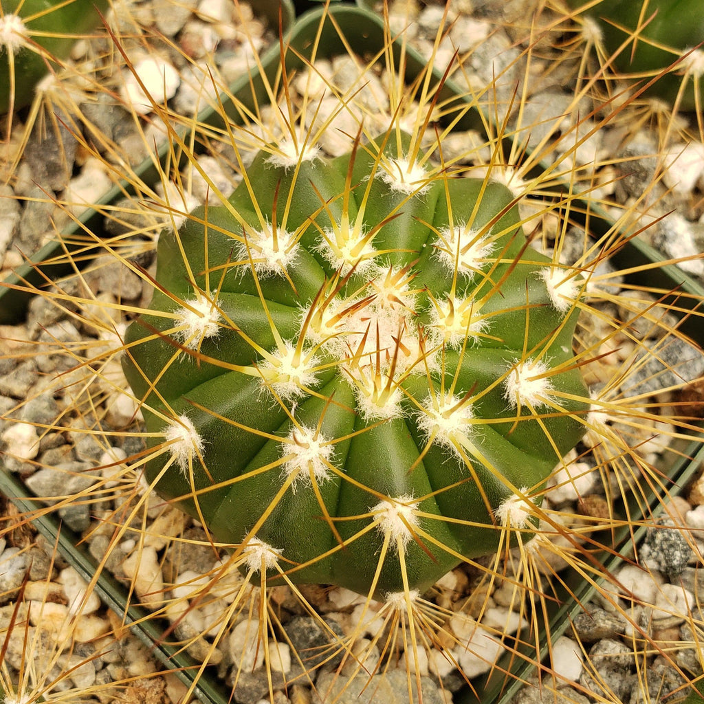 Buiningia brevicylindrica var. longispina