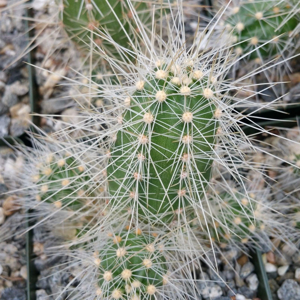 Echinocereus rayonensis