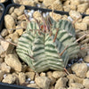 Euphorbia meloformis variegata