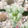 Pink Ice plant Succulent &