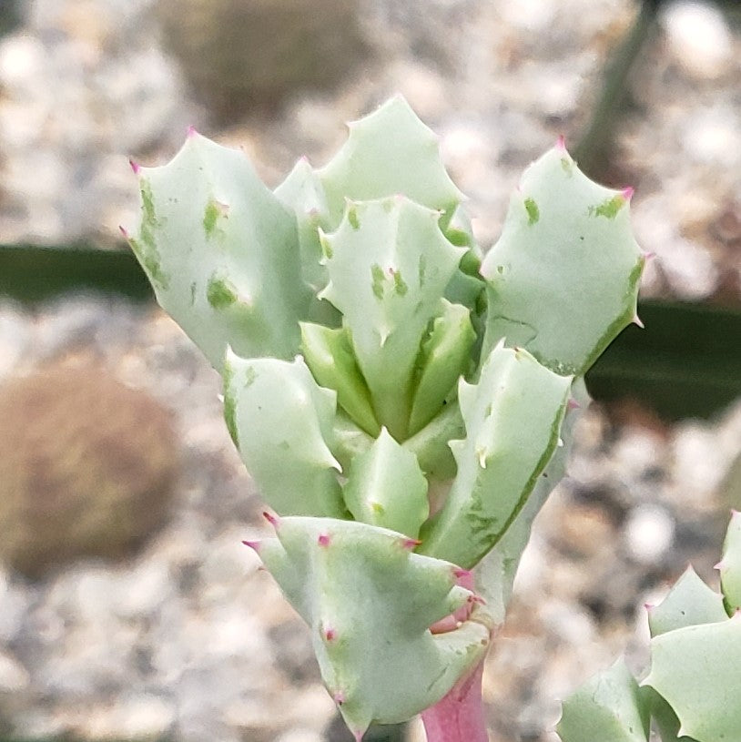 deltoid succulent Pink Ice plant Succulent 'Oscularia deltoides' 3 Gal
