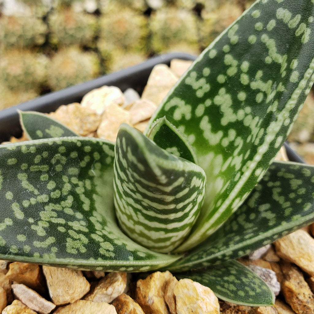Gasteraloe Tiki Zilla