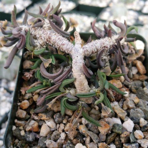 Euphorbia cilindrifolia tuberifera