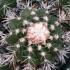 Melocactus violaceus no cephalium