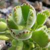 Cotyledon Ladismithiensis