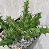 Huernia Nova Mccoy