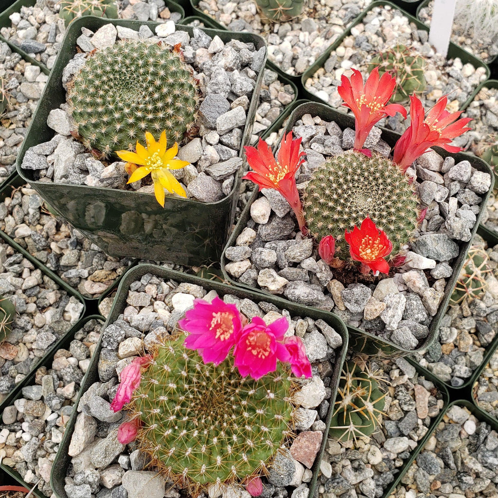 Rebutia minuscula