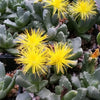 Aloinopsis setifera