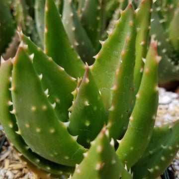 Golden Toothed Aloe