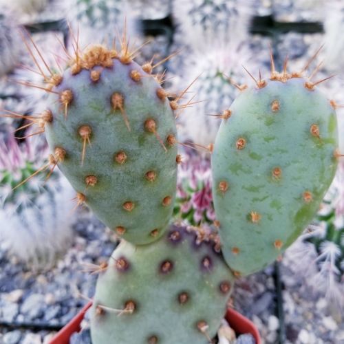 Opuntia Santa "Baby" Rita pad cutting