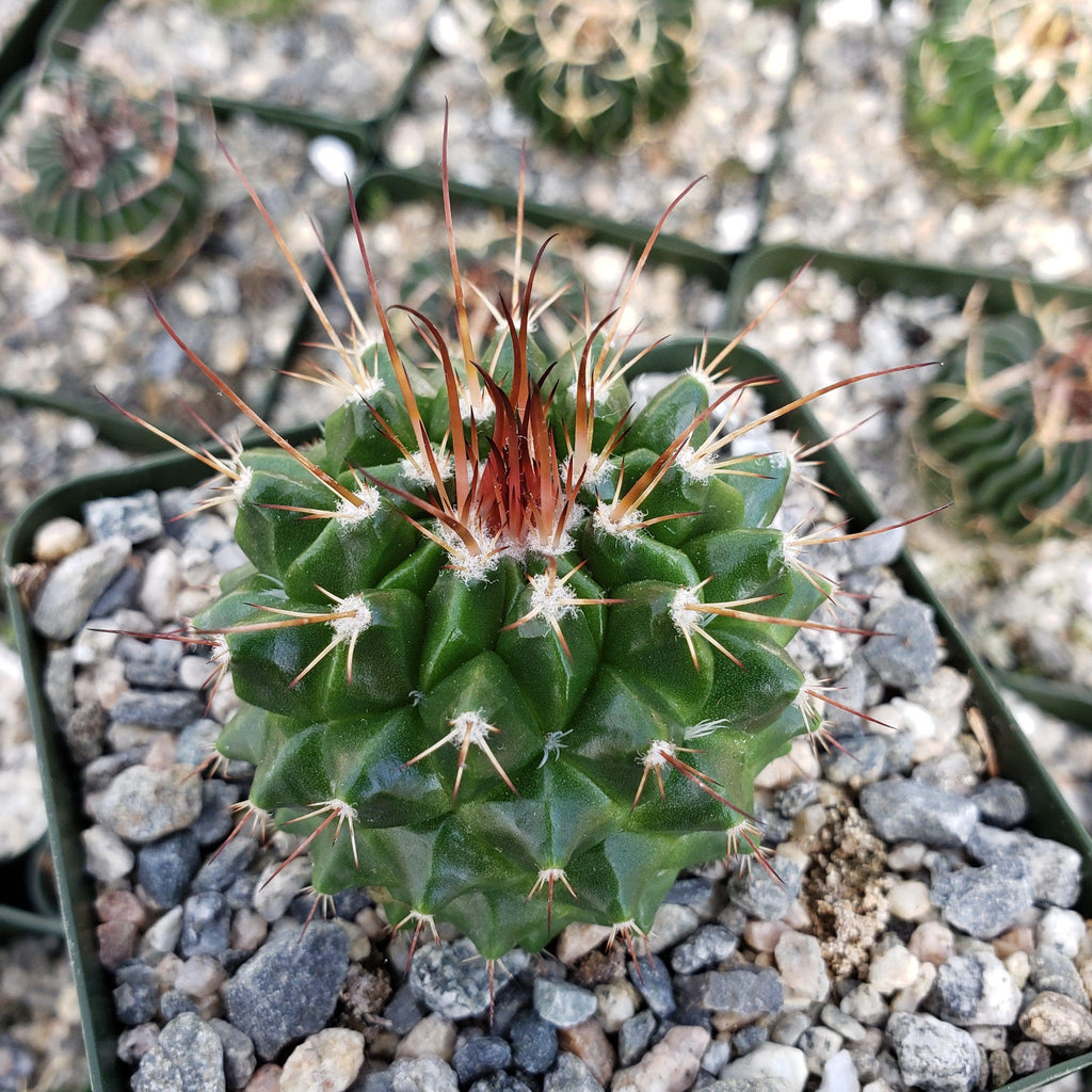 Mammillaria tlayecac