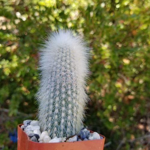 Silver Torch Cactus &
