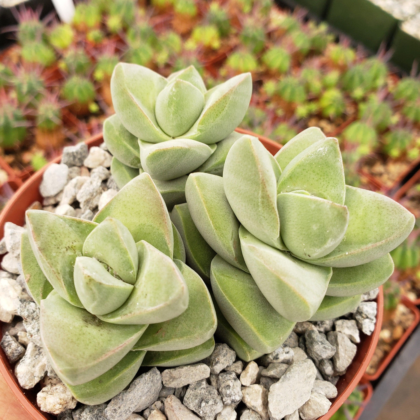 moonglow succulent care Buy Crassula Moonglow | Succulent for Indoors