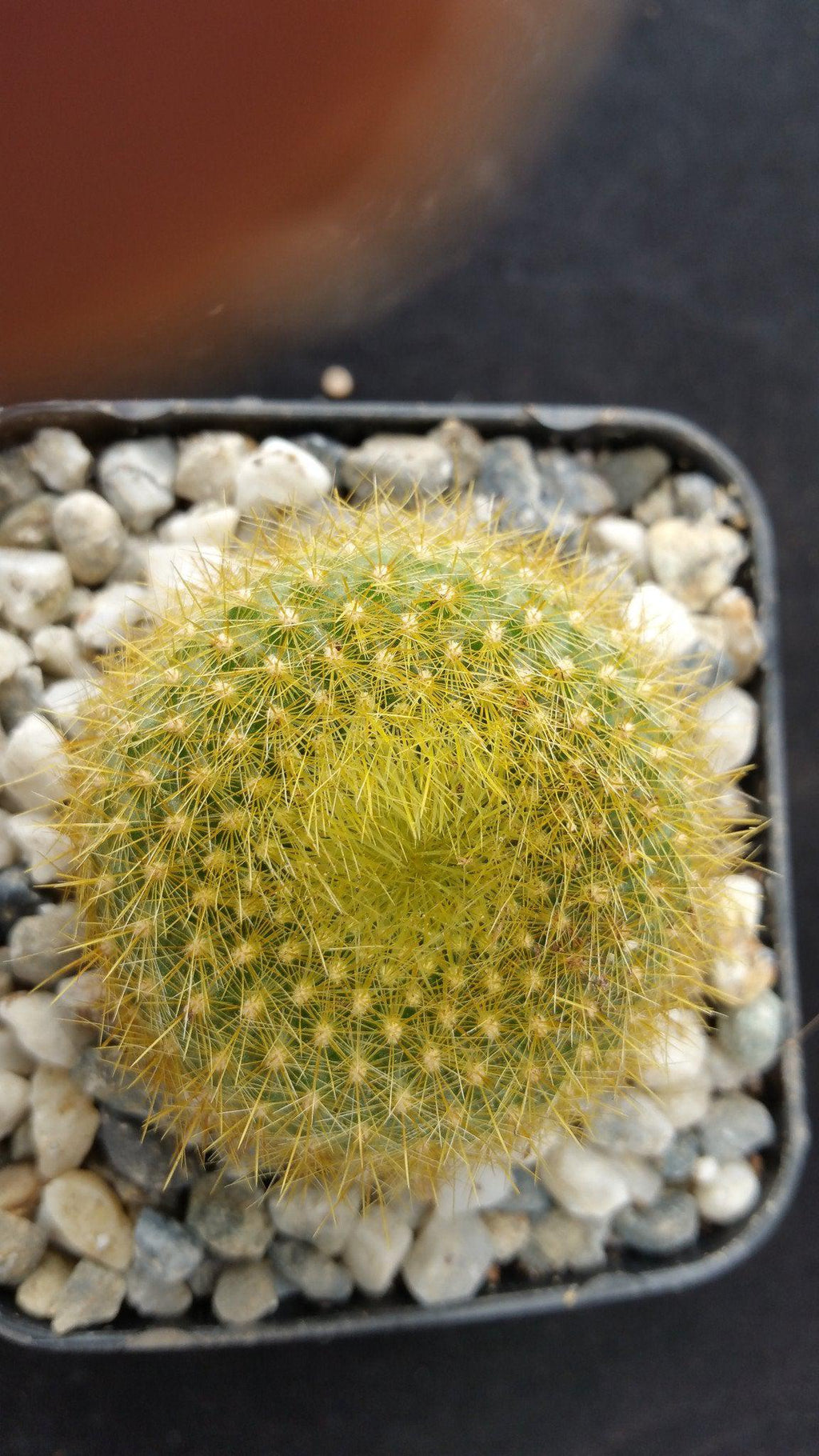 Notocactus graessneri flaviflorus